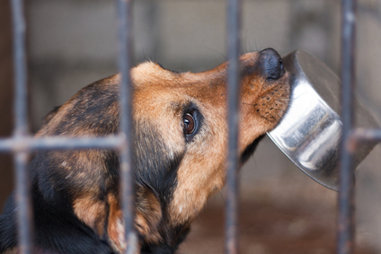 DOG RESCUE GIVES THANKS FOR PASADENA’S Global-TranzLogistics